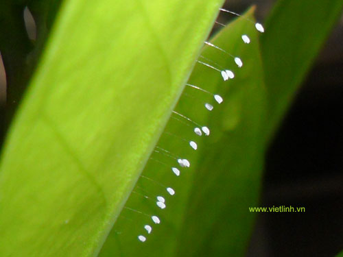 Hoa ưu đàm (youtan poluo  udumbara flower) tại Việt Linh