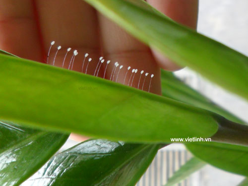 Hoa ưu đàm (youtan poluo  udumbara flower) tại Việt Linh