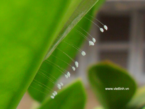 Hoa ưu đàm (youtan poluo  udumbara flower) tại Việt Linh