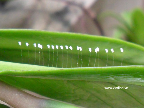 Hoa ưu đàm (youtan poluo  udumbara flower) tại Việt Linh