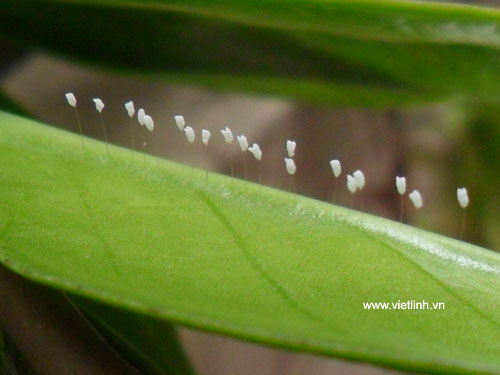 Hoa ưu đàm (youtan poluo  udumbara flower) tại Việt Linh