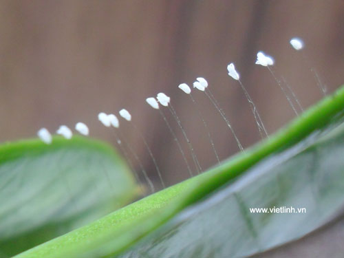 Hoa ưu đàm (youtan poluo  udumbara flower) tại Việt Linh