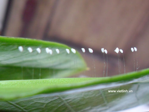 Hoa ưu đàm (youtan poluo  udumbara flower) tại Việt Linh