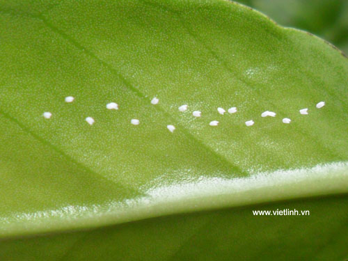 Hoa ưu đàm (youtan poluo  udumbara flower) tại Việt Linh