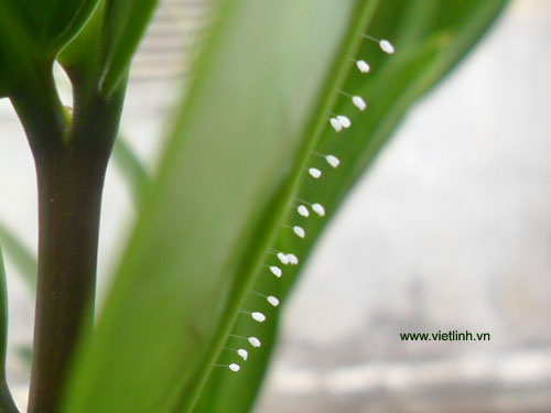 Hoa ưu đàm (youtan poluo  udumbara flower) tại Việt Linh